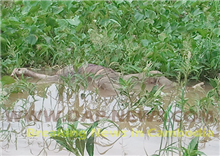 បាត់ខ្លួន ៨ថ្ងៃ ប្រទះឃើញ សពអណ្តែតទឹក