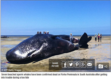 ភ្ញាក់ផ្អើល ទូទាំងប្រទេស ៖ បាឡែនយក្ស ដល់ទៅ ៧ ក្បាល ងាប់ព្រមគ្នា កន្លែងតែមួយ (មានវីដេអូ)