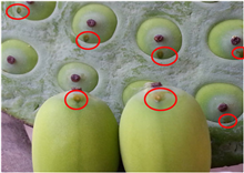 ស្នាមចំណុចតូច នៅលើសម្បក គ្រាប់ឈូក មិនមាននរណា ចាក់បញ្ចូលសារធាតុទេ គឺជាស្នាមធម្មជាតិ