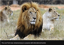 អាសន្ន ចូរប្រយ័ត្ន ៖ តោកំណាច ហក់ កន្ទ្រាក់ អូសភ្ញៀវចេញពីរថយន្ត ហែកស៊ី រហូតដល់ស្លាប់