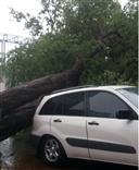 ភ្លៀងលាយ ខ្យល់មួយប្រាវ បណ្តាលឲ្យដួល ដើមអំពិល សង្កត់រថយន្ត៣គ្រឿង នៅសង្កាត់វត្តភ្នំ