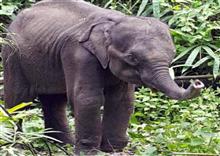 Update: ដំរីព្រៃជំទង់ ដែលជាប់អន្ទាក់​ព្រានព្រៃ នៅតំបន់ព្រៃការ​ពារធម្មជាតិ បានងាប់​ហើយ ដោយសារ