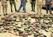 កម្លាំងនគរបាលខេត្តបាត់ដំបង បង្ក្រាបការជួញដូរសត្វព្រៃ ដកហូតសត្វអណ្តើក និងពស់ ជាង ២២០គីឡូក្រាម