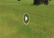 រដ្ឋមន្រ្តីកសិកម្ម លោក វេង សាខុន បង្ហាញនូវបញ្ហា និងដំណោះស្រាយលើបញ្ហាធ្លាក់តម្លៃស្រូវ (Video Inside)