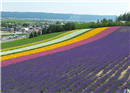 ទស្សនាវាលផ្កា Lavender ដ៏ស្រស់ស្អាត នៅកោះ Hokkaido