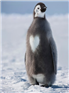 សត្វ Penguin ដំណើរផ្សងព្រេងត្រូវបានបញ្ជប់