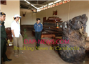 សមត្ថកិច្ច ចុះឆែកឆេរ ផ្ទះសំណាក់ វីភី រកឃើញ ឈើប្រណីតជាច្រើន