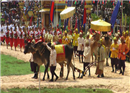 ពិធីច្រត់ព្រះនង្គ័ល ឆ្នាំ២០១៣នេះ គោឧសភរាជ សោយពោត តែមួយមុខ ប៉ុណ្ណោះ