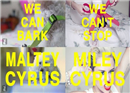សុនខមួយក្រុម សំដែងតាមបទ We Cant Stop របស់ Miley Cyrus ល្បីពេញ Youtube (មានវីដេអូ)