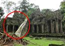 ទៅមើលមូលហេតុ ដែល អាជ្ញាធរអប្សរា កាប់ដើមឈើ និងមែកឈើ នៅតាមប្រាសាទនានាក្នុងរមណីដ្ឋានអង្គរ